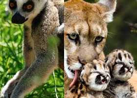 zoological park vincennes in paris animals